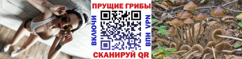 Галлюциногенные грибы Psilocybe  Новошахтинск 